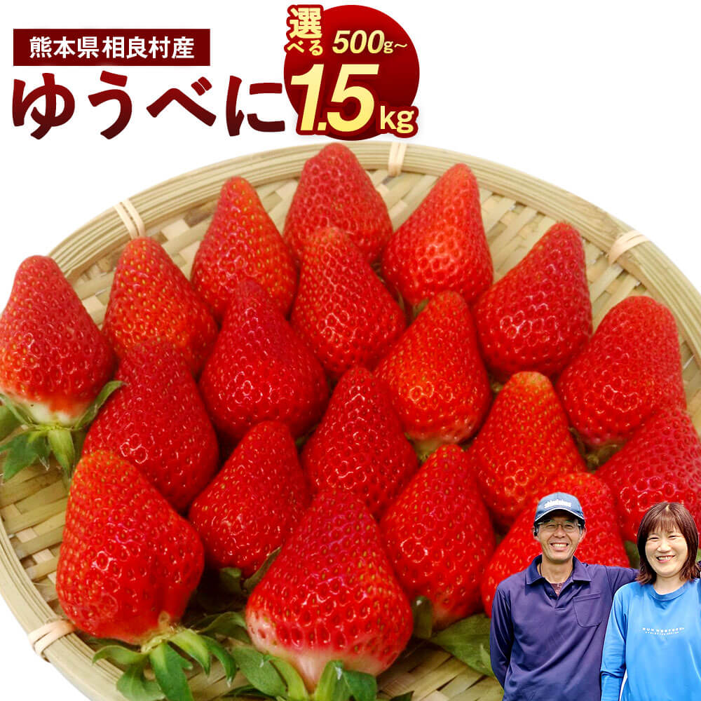【予約】<選べる容量> 相良村産 いちご 「ゆうべに」 合計約500g~約1.5kg 約250g×2パック/ 4パック/ 6パック 8000円 〜 23000円 8千円 〜 2万3000円【2025年12月上旬~2026年4月下旬発送予定】 日野農園 熊本県産 フルーツ くだもの 国産 冷蔵 送料無料