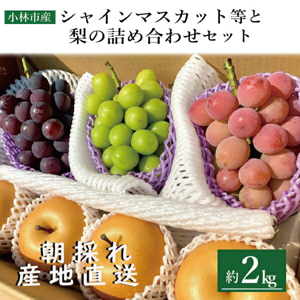 【産直もぎたて】シャインマスカット 梨 セット 2kg 数量限定 先行受付 厳選 フルーツ 果物 ぶどう 2025年発送