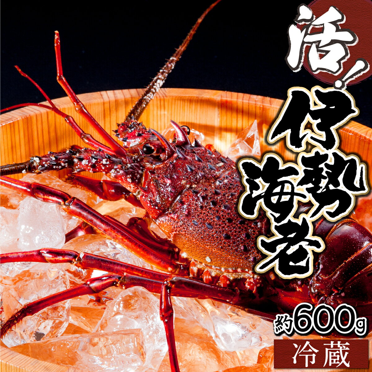 【先行予約】<数量限定>宮崎県串間産伊勢エビ(計約600g・1〜3匹) 串間産の伊勢エビを活きたままご自宅に産地直送! 伊勢海老 海の幸【合同会社Houryoumaru】【KU067】