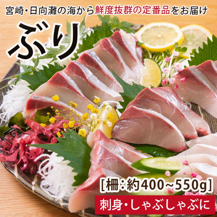 【北海道・離島配送不可】日向灘ぶりのお刺身(約400~550g)魚介 魚 旬 海鮮 ブリ 鰤 ぶり柵 刺身 しゃぶしゃぶ 冷蔵 宮崎県 門川町【UZ-03】【請関水産】