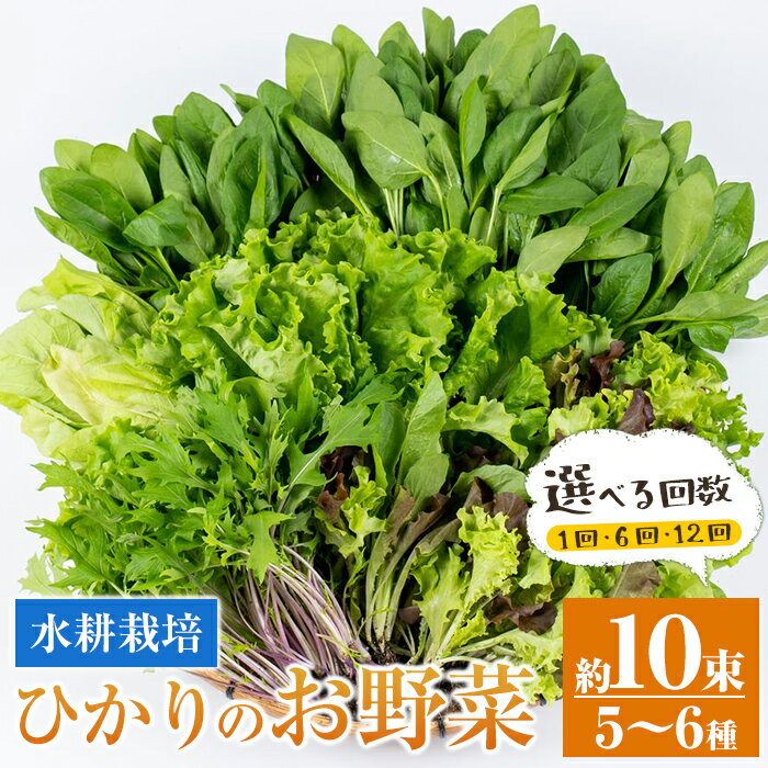<回数を選べる!>ひかりのお野菜(約10束・5〜6種 / 1回・6回・12回 ) 連続月 隔月 野菜 やさい 葉物 旬 定期便 ほうれん草 水菜 チンゲン菜 小松菜 リーフレタス ルッコラ 水耕栽培 ミックスリーフ 山東白菜 何が届くかはお楽しみ【ひかりの郷】