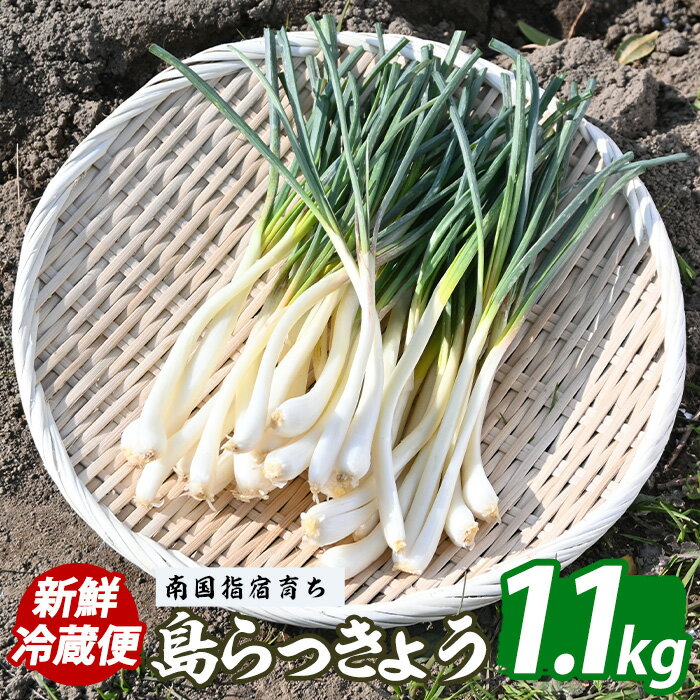 【 2026年発送 先行予約 】鹿児島県 指宿産 島らっきょう 約1.1kg (下処理済み) らっきょう 島らっきょう おつまみ 天ぷら 酢味噌和え チャンプル【憩いの湖畔】