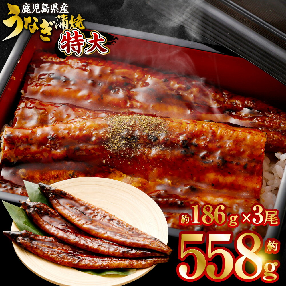 【数量限定!配送月が選べる!】鹿児島県産 特大サイズうなぎ蒲焼3尾 合計558g以上 鰻蒲焼うなぎウナギ 土用 の 丑の日 鹿児島県 薩摩川内市 送料無料