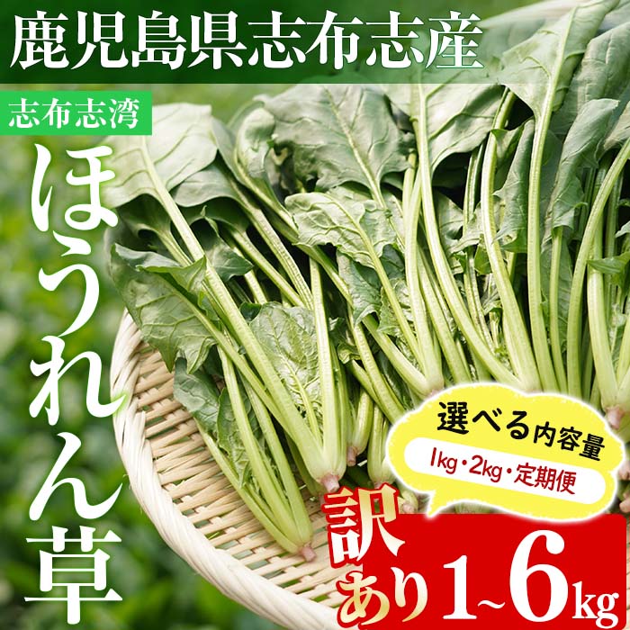 <先行予約受付中!R7年12月頃配送予定>【選べる内容量】【数量限定・訳あり】志布志湾ほうれん草(1kg or 2kg or 定期便)生でも食べられるほうれん草!サラダ おひたし お味噌汁 スムージー ほうれん草 ジュース ほうれんそう【そはら農園】