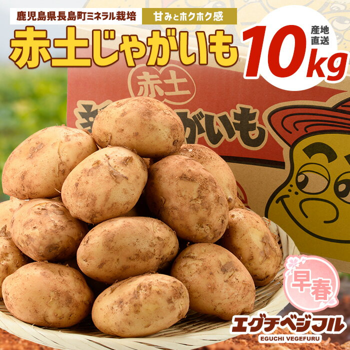 【先行予約】早春長島のミネラル栽培ジャガイモ(10kg)国産 鹿児島県産 長島 じゃがいも 芋 野菜 赤土 詰め合わせ【エグチベジフル株式会社】eguchi-1365