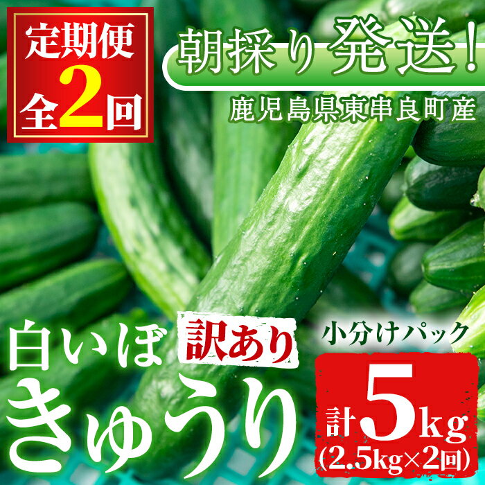 <訳あり><定期便・全2回(11月・1月)>愛情たっぷり!牧内農園の白いぼきゅうり(2.5kg×2回) 不揃い 規格外 野菜 やさい 旬 新鮮 サラダ きゅうり キュウリ 胡瓜 訳アリ 訳あり 定期便 期間限定 【牧内農園】【0123904b】