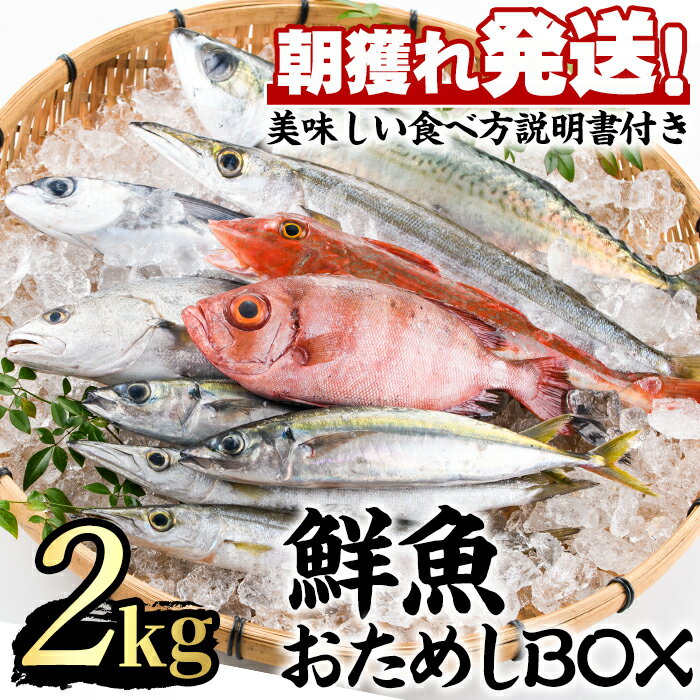 \高評価★4.5獲得!/朝獲れ発送!鮮魚問屋が厳選した『鮮魚おためしBOX』(約2kg程度) 魚 魚介類 鮮魚 海鮮 詰め合わせ セット 刺身 天ぷら 煮つけ 塩焼き【江川商店】【0153201a】
