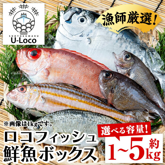<容量が選べる!>漁師厳選!ロコフィッシュ(地魚) 下処理済 鮮魚 ボックス(約1〜5kg)【エコ包装】 地魚 魚 1kg 2〜3kg 4〜5kg お魚 冷蔵 新鮮 加工品 未利用魚 低利用魚 焼き魚 焼魚 刺し身 刺身 煮魚 鮮魚セット 鮮魚ボックス 鮮魚BOX 【昌徳丸】