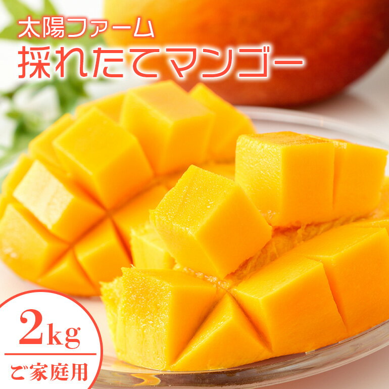 【 先行予約 2026年 発送 】 農家直送 ! 太陽ファームのマンゴー 2kg ( ご家庭用 ) マンゴー 沖縄県産 マンゴー アップルマンゴー アーウィンマンゴー 完熟マンゴー 果物 南国 くだもの フルーツ 完熟 夏 旬 沖縄 お取り寄せ 産地直送 糸満市 送料無料