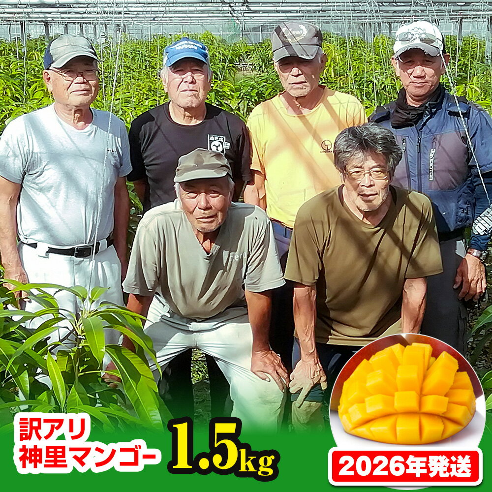 【訳あり】2026年発送 生産組合から直送 神里マンゴー1.5kg