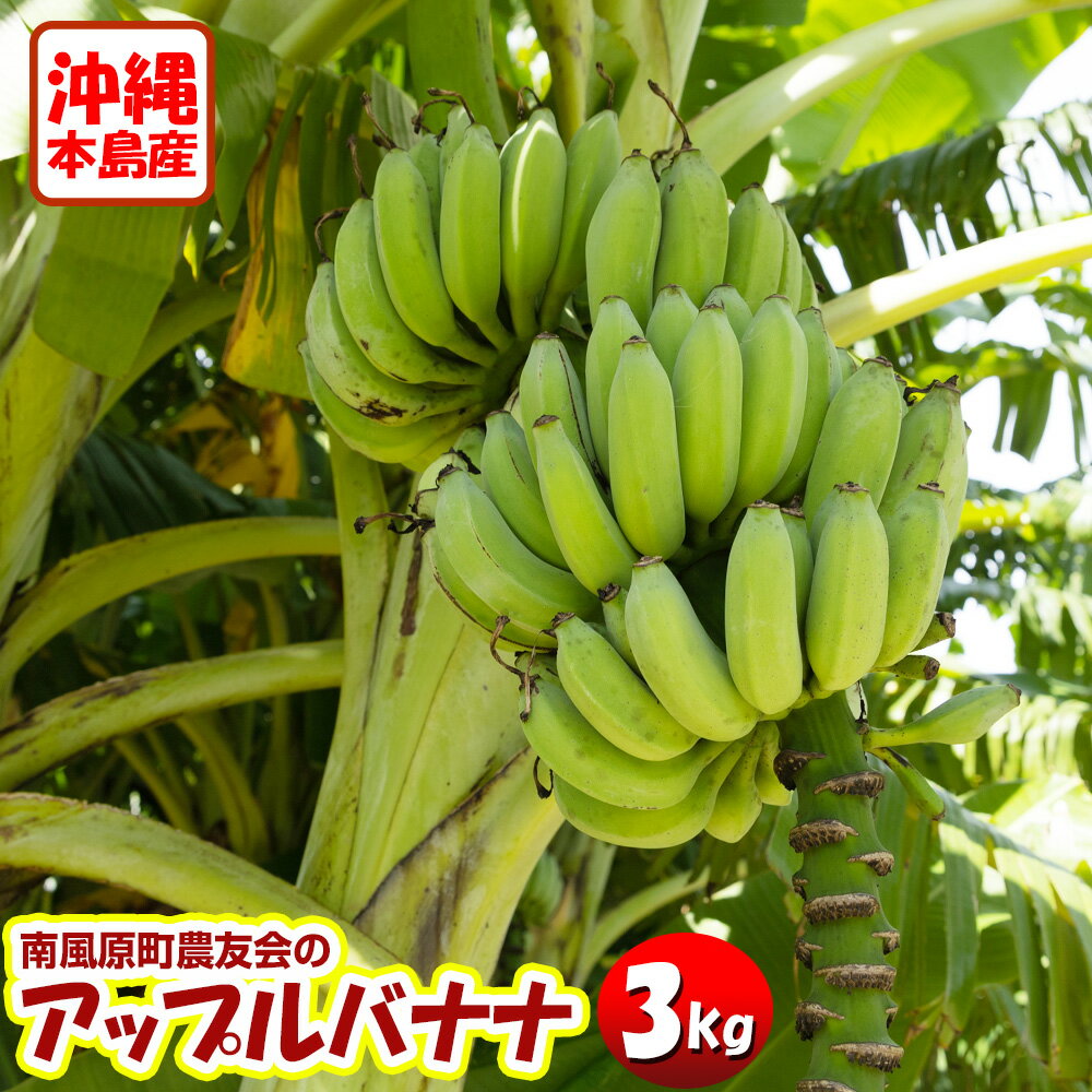 【希少】沖縄本島産 南風原町農友会の「アップルバナナ」 3kg