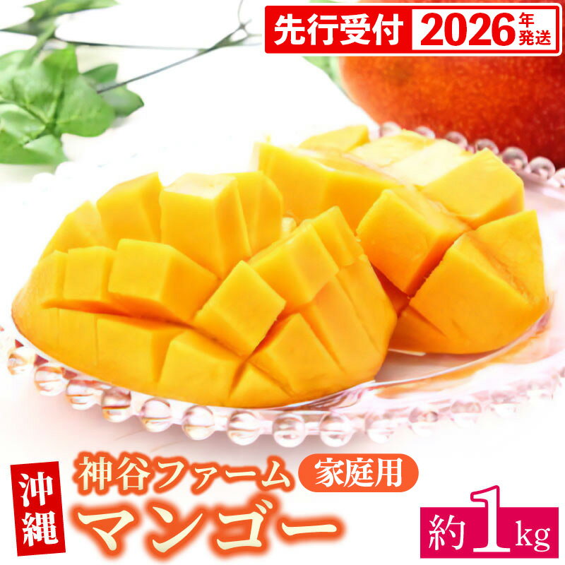 【先行受付】【2026年発送】神谷ファームのマンゴー(家庭用)約1Kg - 先行予約 沖縄県産 産地直送 南国フルーツ 旬の味覚 季節の果物 ご自宅用 沖縄マンゴー 沖縄県 八重瀬町